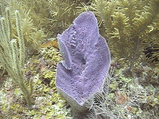 Foto: Esponjas Cayo Albuquerque, Reserva de Biosfera Seaflower, Colombia. Fotografo Juan Camilo Martinez, 2002. Foto: Esponjas Cayo Albuquerque, Reserva de Biosfera Seaflower, Colombia. Fotografo Juan Camilo Martinez, 2002.