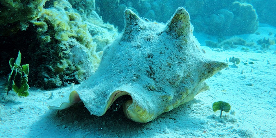 El Caracol Pala, un Recurso Único del Caribe