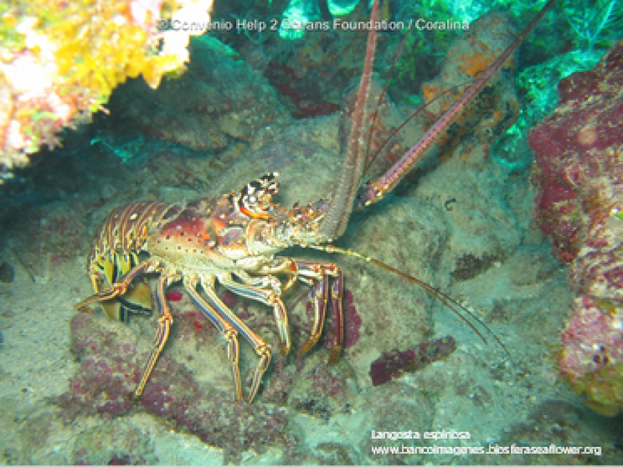 Langosta Espinosa: Tesoro De Los Fondos Del Mar